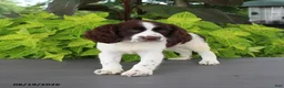 English Springer Spaniel dogs for sale: Macy - Ad 5