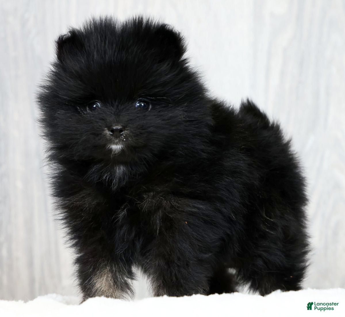 Pomeranian dogs Parker - Ad 1