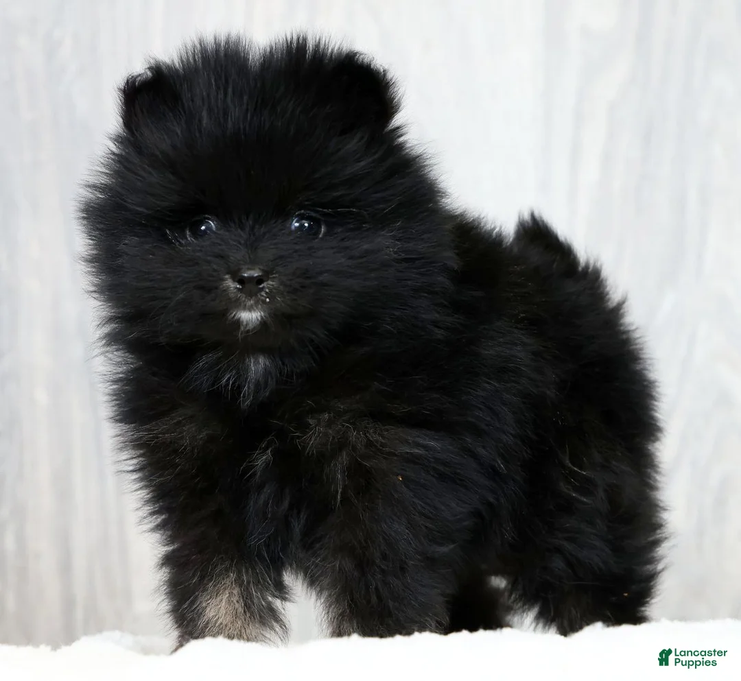 Pomeranian dogs for sale: Parker - Ad 1