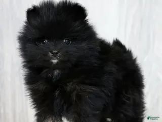 Pomeranian dogs for sale: Parker - Ad 4