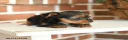 Yorkshire Terrier dogs for sale: Buddy - Ad 4