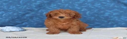 Goldendoodle dogs for sale: Bowser - Ad 4