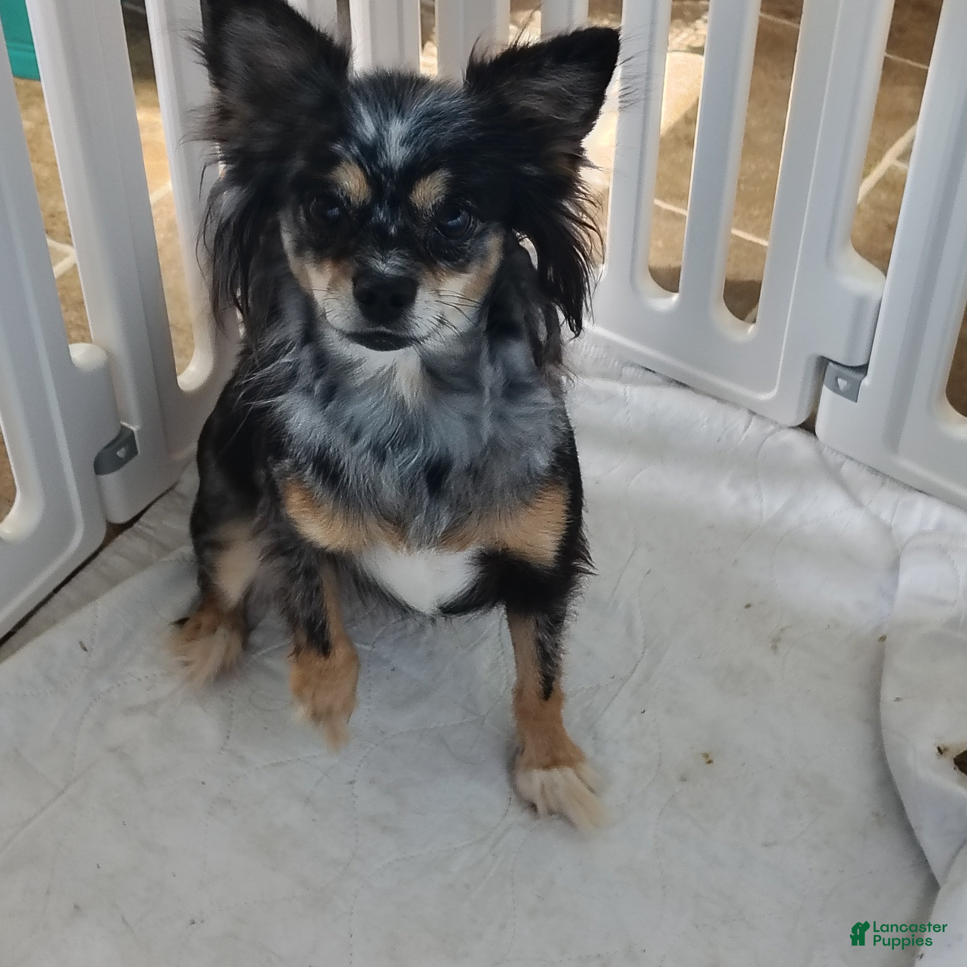 Pomchi dogs Adult/Bella - Ad 2