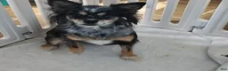 Pomchi dogs for sale: Adult/Bella - Ad 2