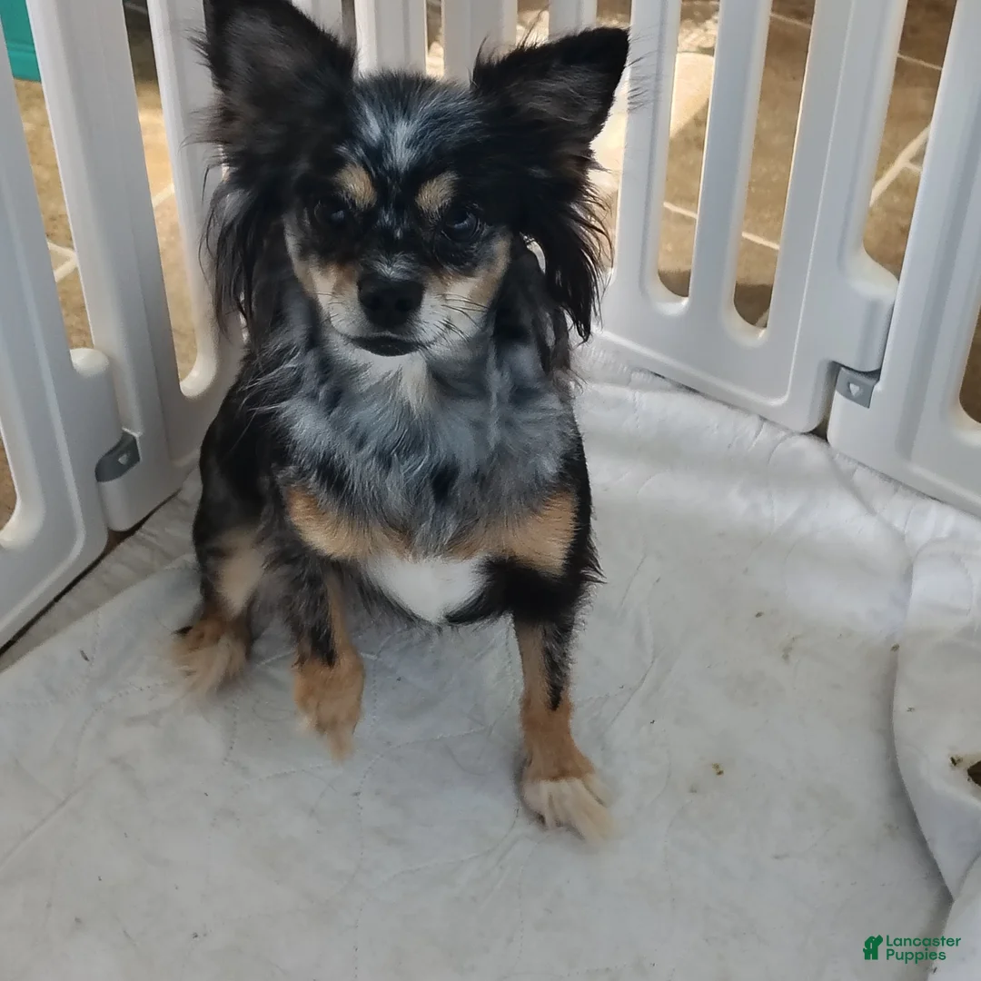 Pomchi dogs for sale: Adult/Bella - Ad 2