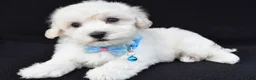 Maltipoo dogs for sale: Tucker - Ad 1