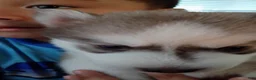 Siberian Husky dogs for sale: Male #3 - Ad 4