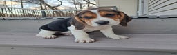 Beagle dogs for sale: RANGER - Ad 3