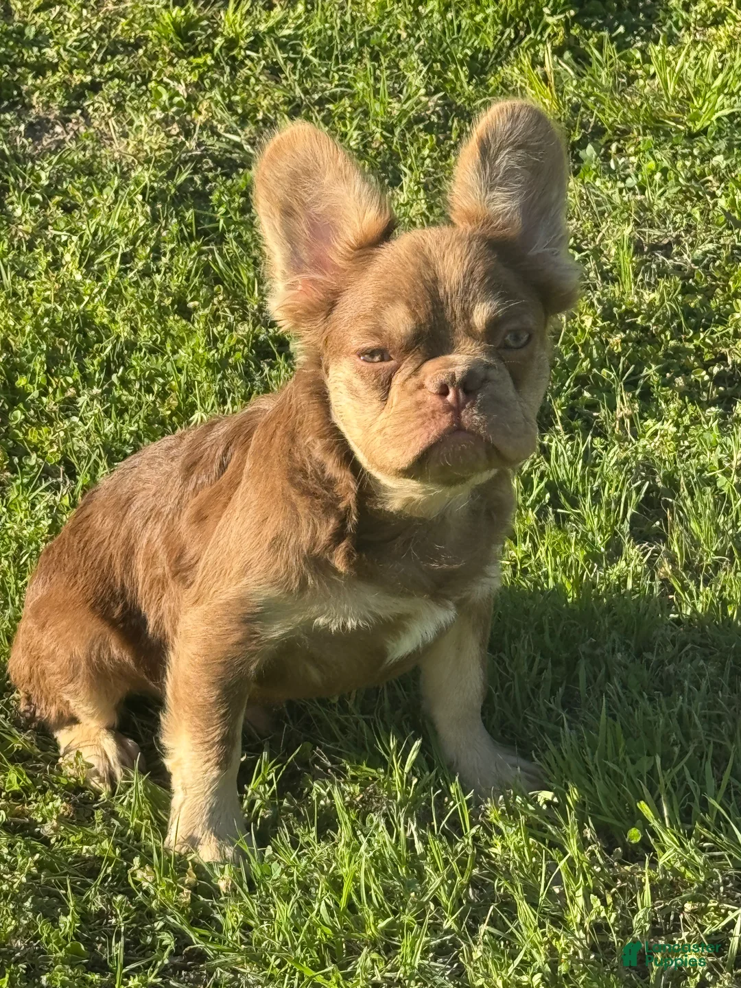 French Bulldog dogs for sale: French Bulldog Puppy 3 - Ad 2