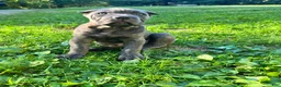 Cane Corso dogs for sale: Cane Corso 1 - Ad 4