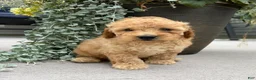 Havapoo dogs for sale: Teddy - Ad 2