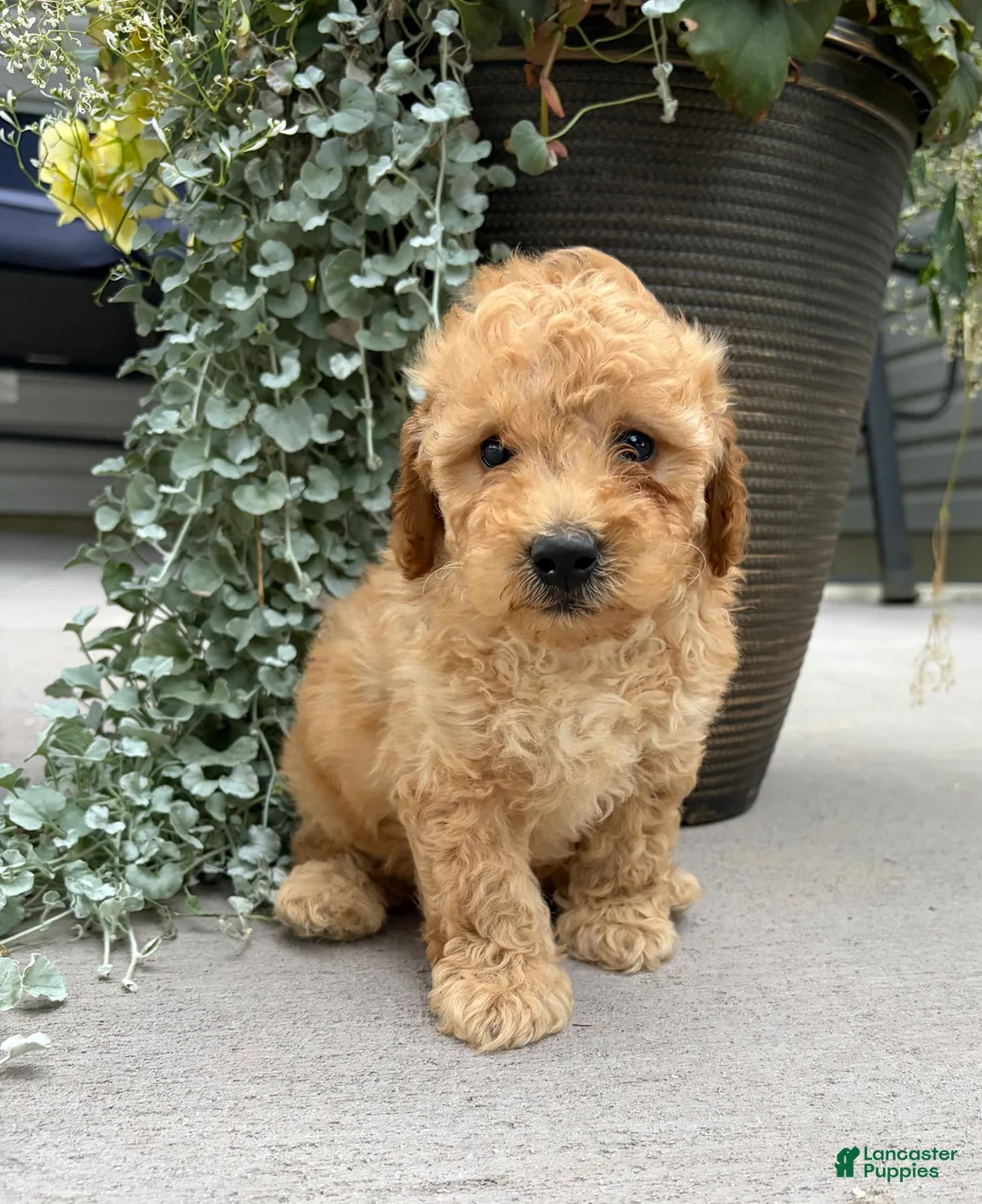 Havapoo dogs for sale: Teddy - Ad 2