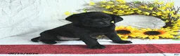 Labrador Retriever dogs for sale: Kaseko - Ad 3