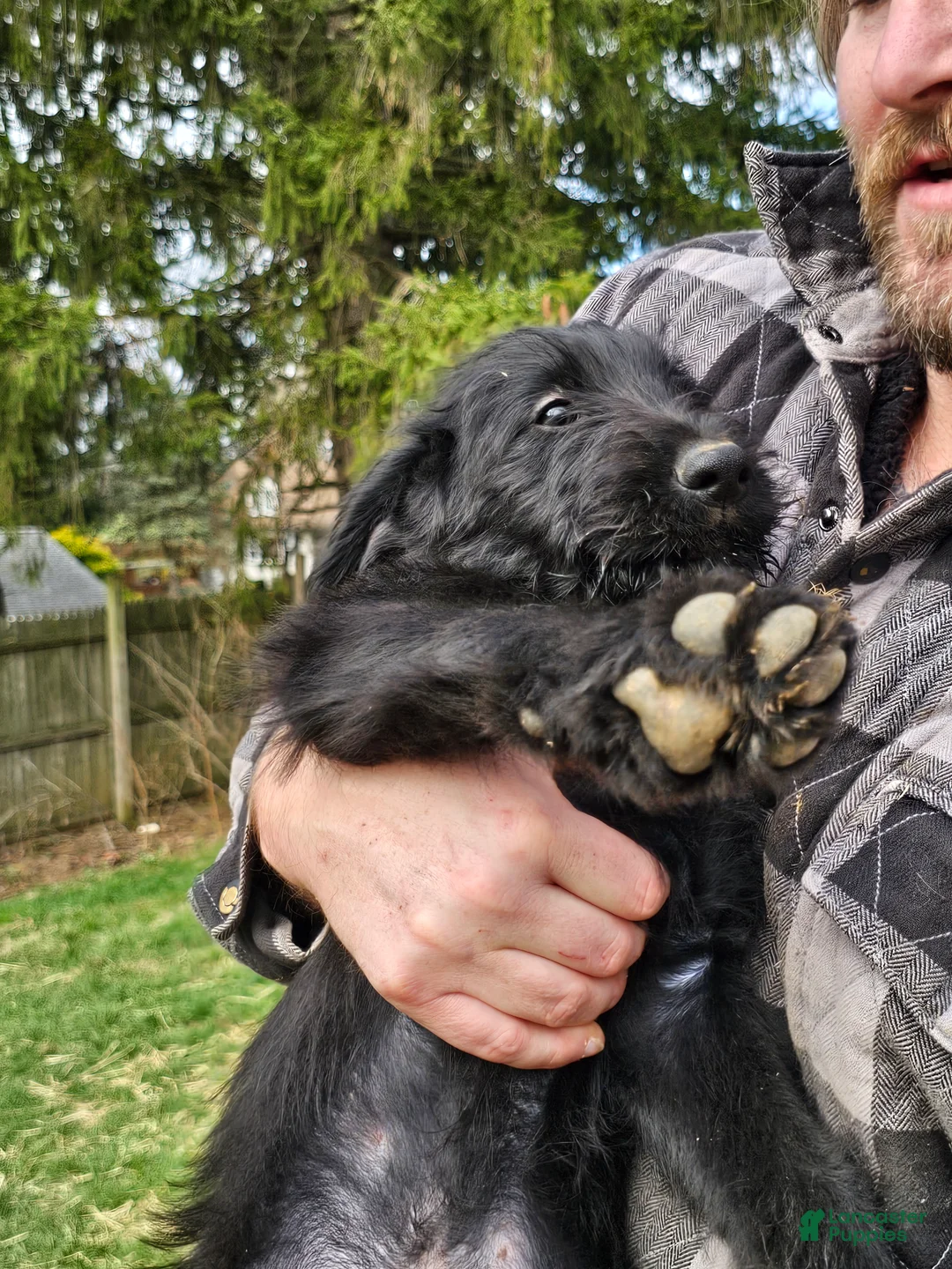 Mixed Breed dogs for sale: Shi guy - Ad 2