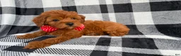 Cavapoo dogs for sale: Bruno - Ad 6