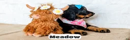 Bernedoodle dogs for sale: Meadow - Ad 6