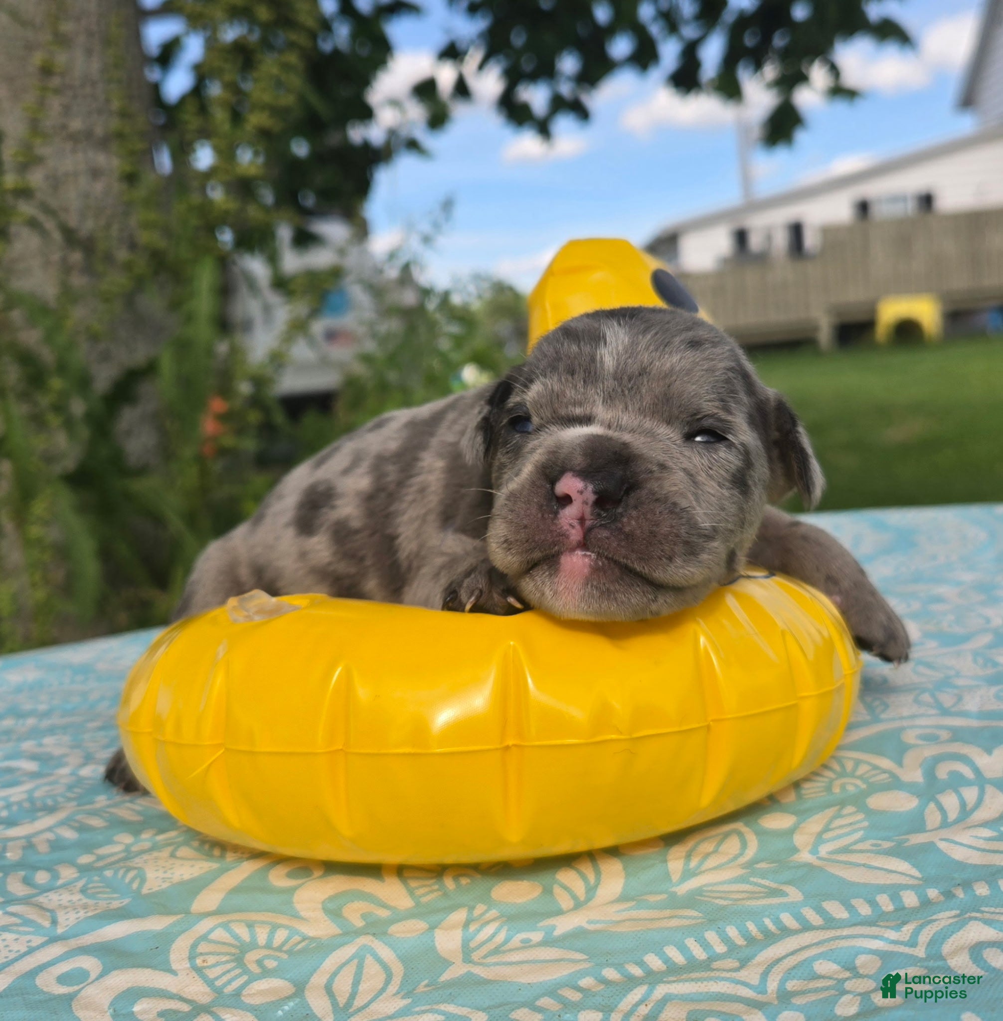Olde English Bulldogge dogs Marshall - Ad 1