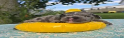Olde English Bulldogge dogs for sale: Marshall - Ad 1