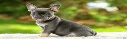 French Bulldog dogs for sale: Forest - Ad 7