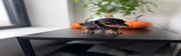 Miniature Dachshund dogs for sale: Reign - Ad 4