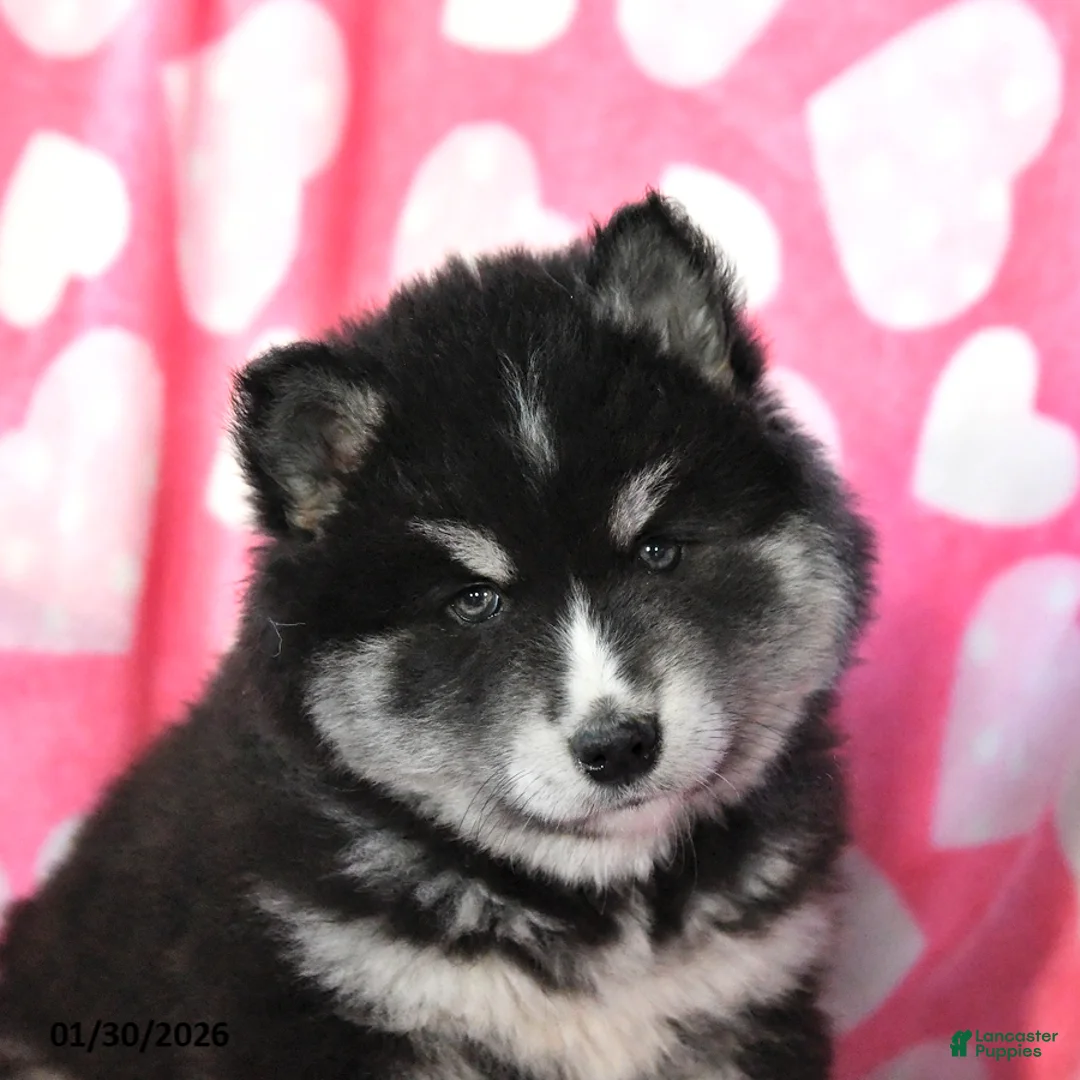 Pomsky dogs for sale: Sage - Ad 4