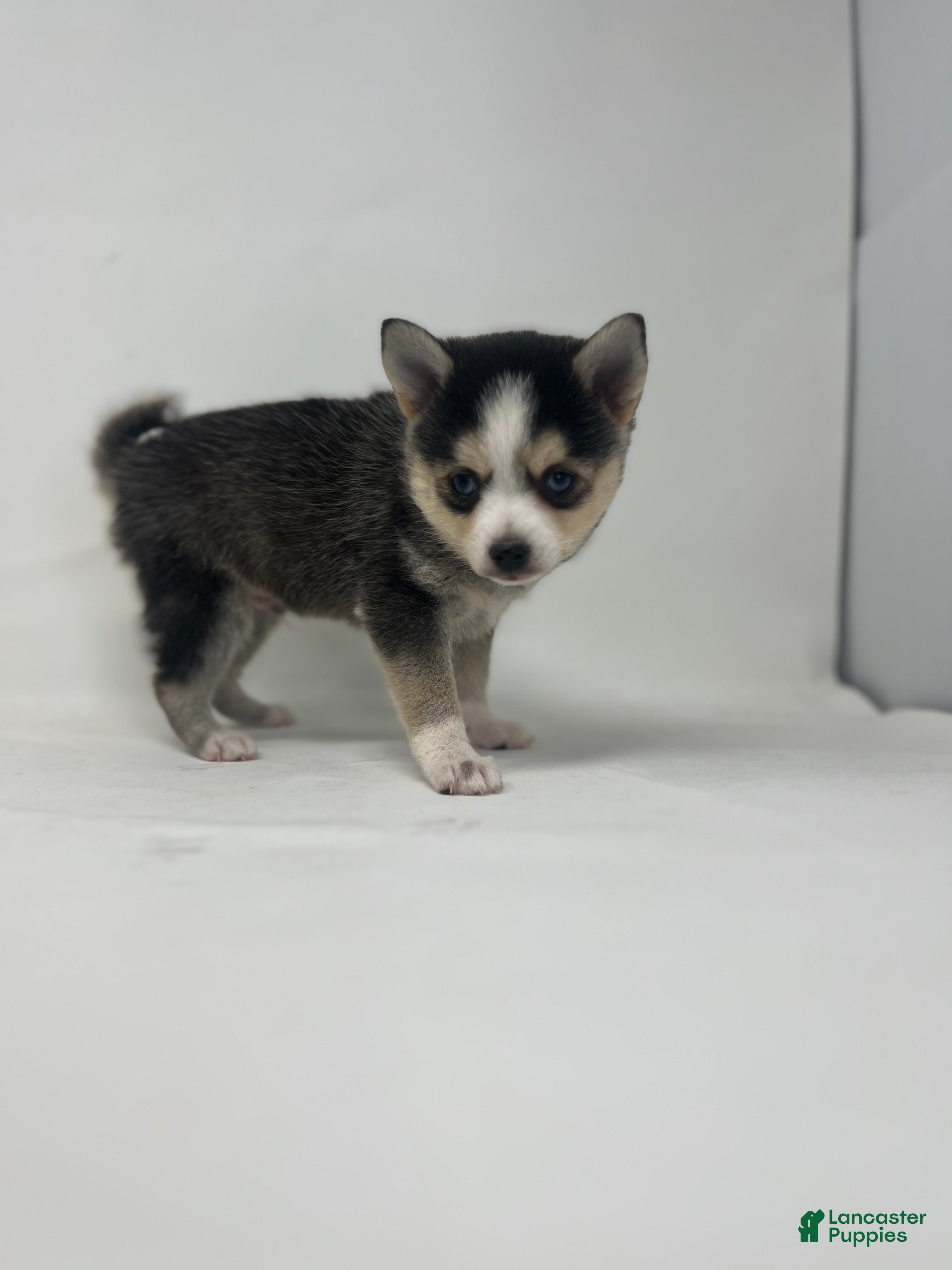 Pomsky dogs Ben - Ad 2