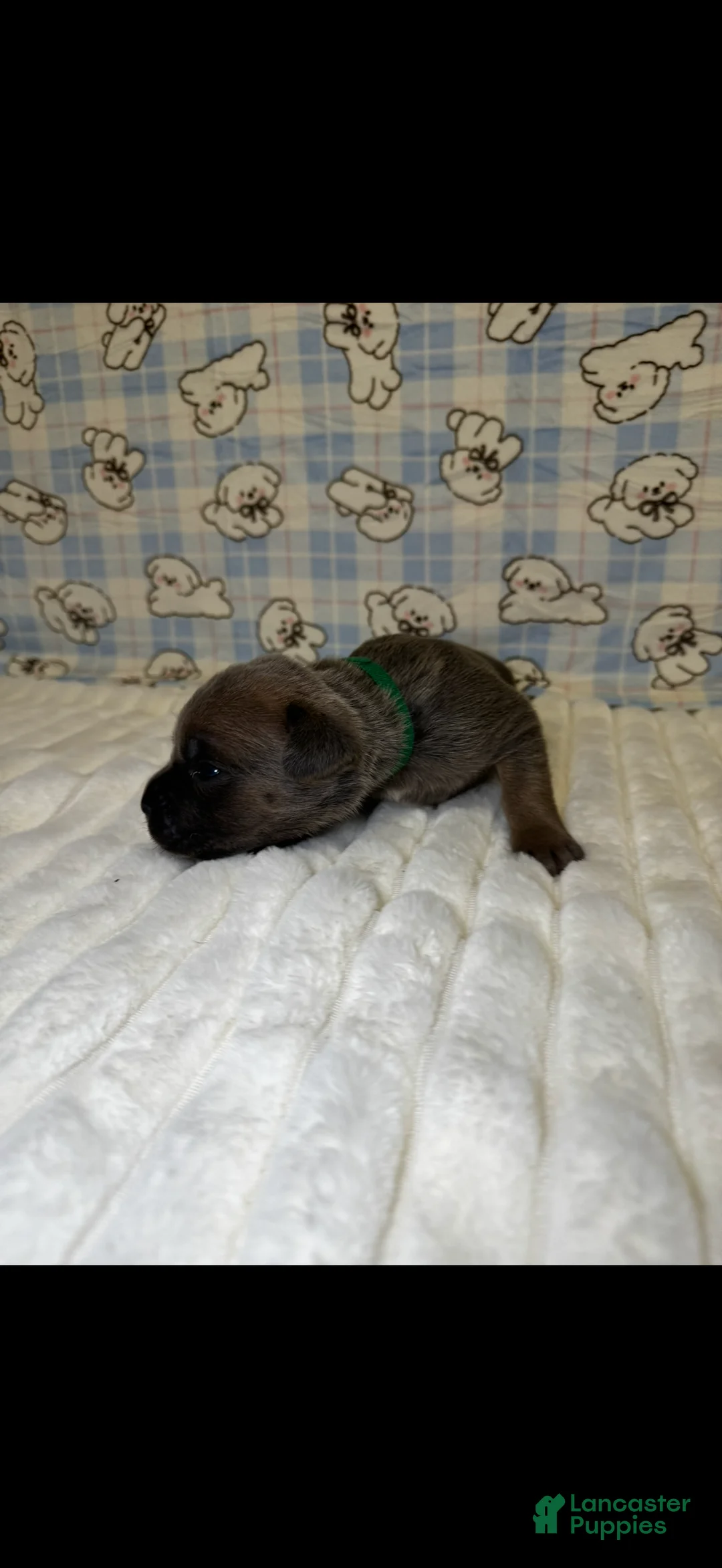 Cane Corso dogs for sale: Queen- dark green collar  - Ad 2