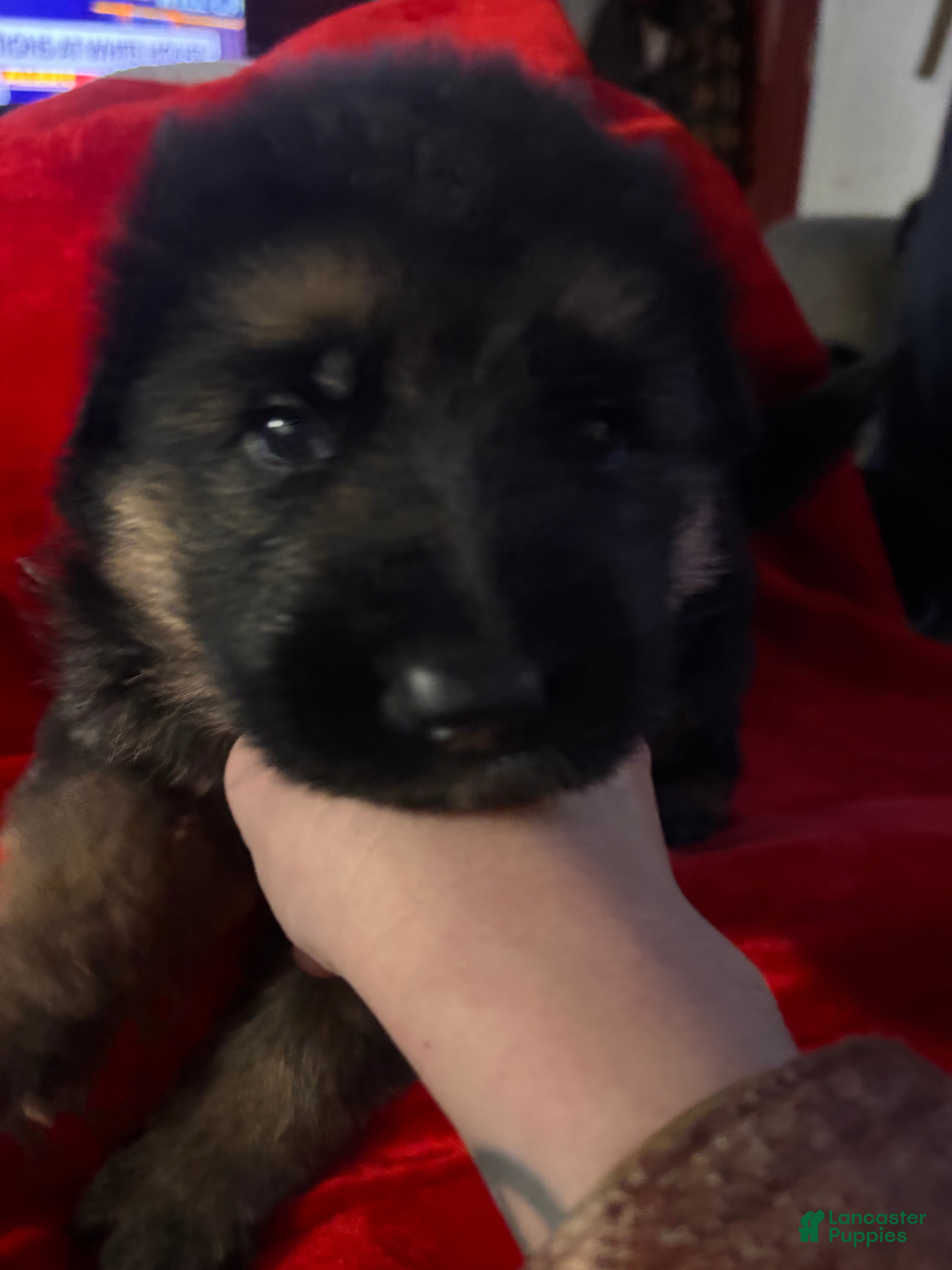 German Shepherd dogs Liv - Ad 9