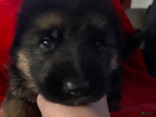 German Shepherd dogs Liv - Ad 30