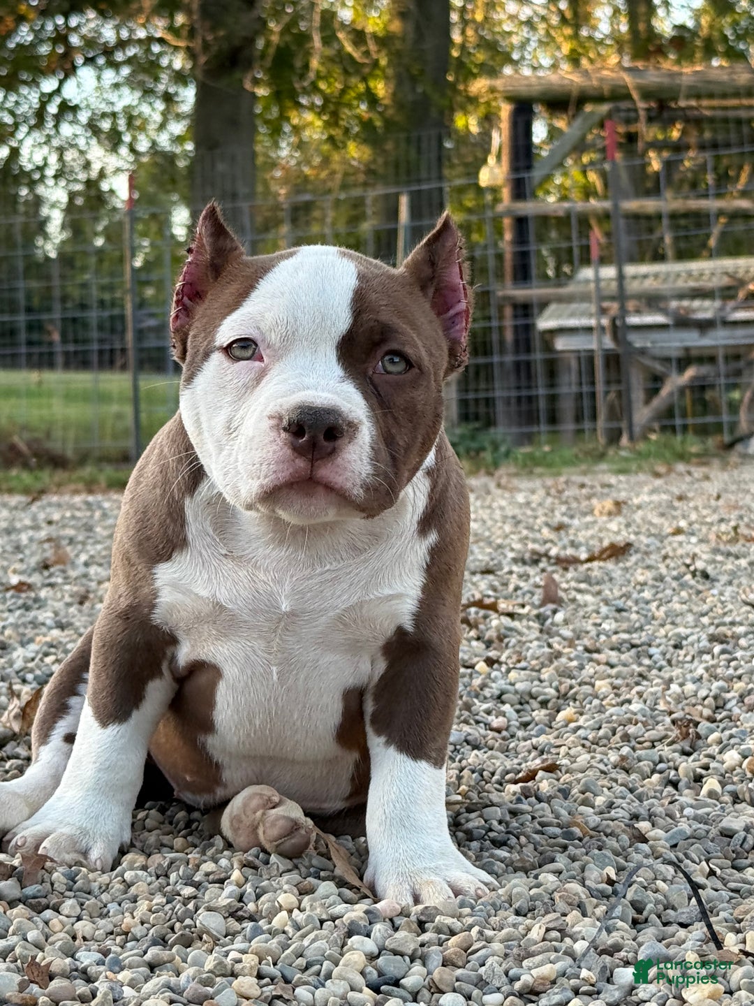 American Bully dogs for sale: Choco/White Female  - Ad 4