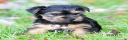 Yorkshire Terrier dogs for sale: Bella - Ad 2