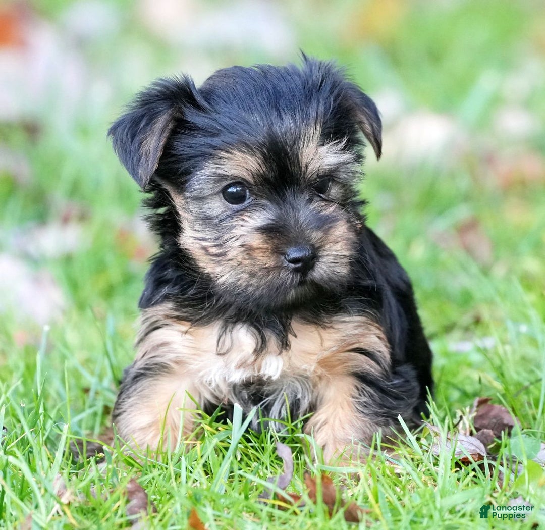 Yorkshire Terrier dogs for sale: Bella - Ad 2