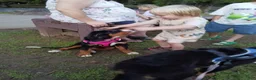 Bernese Mountain Dog dogs for sale: Bernese Mountain Dog 2 - Ad 26