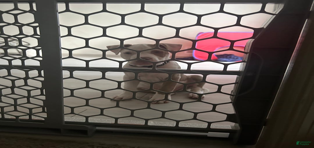 Gallery Image {{count}}