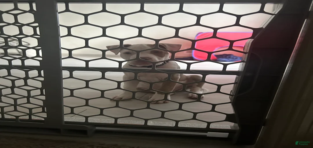 Gallery Image {{count}}