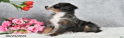 Mini Bernedoodle dogs for sale: Sophia - Ad 3