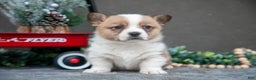 Welsh Corgi Pembroke dogs for sale: Clara - Ad 1