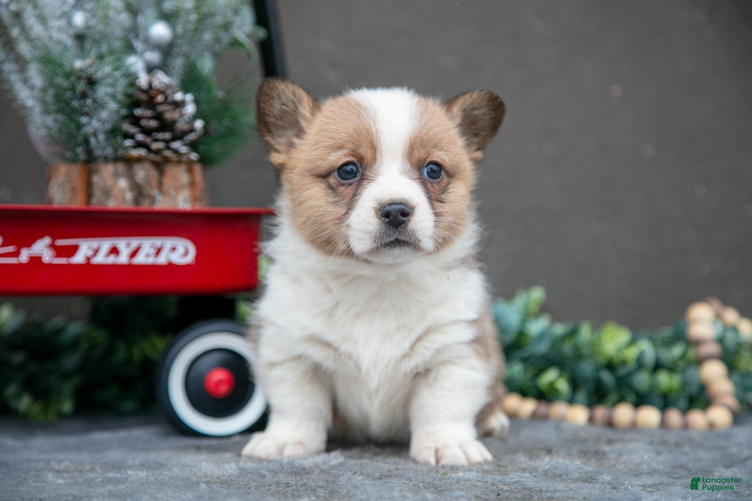 Welsh Corgi Pembroke dogs for sale: Clara - Ad 1