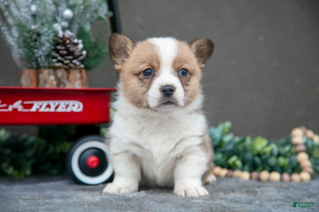 Welsh Corgi Pembroke dogs for sale: Clara - Ad 1