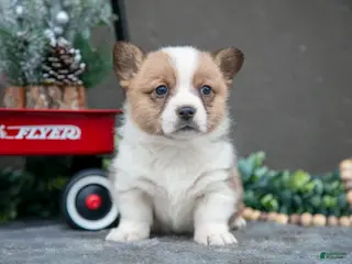 Welsh Corgi Pembroke dogs Clara - Ad 39