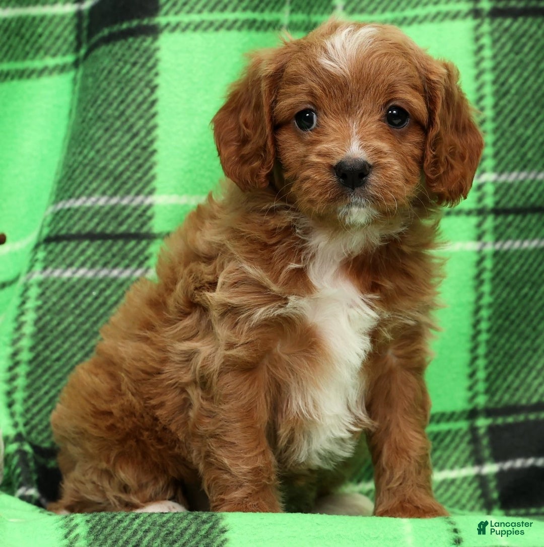Cavapoo dogs for sale: Holly - Ad 8
