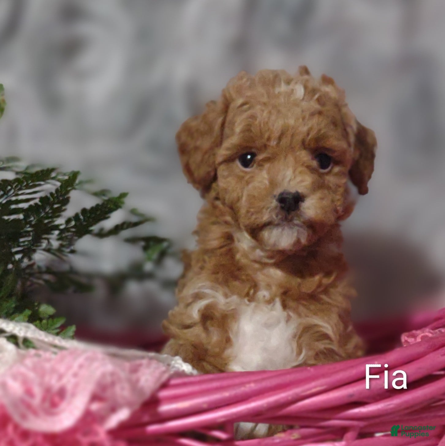 Shihpoo dogs Fia - Ad 42