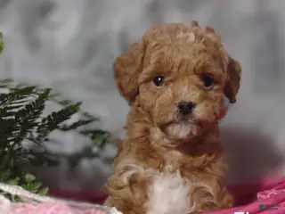 Shihpoo dogs Fia - Ad 42