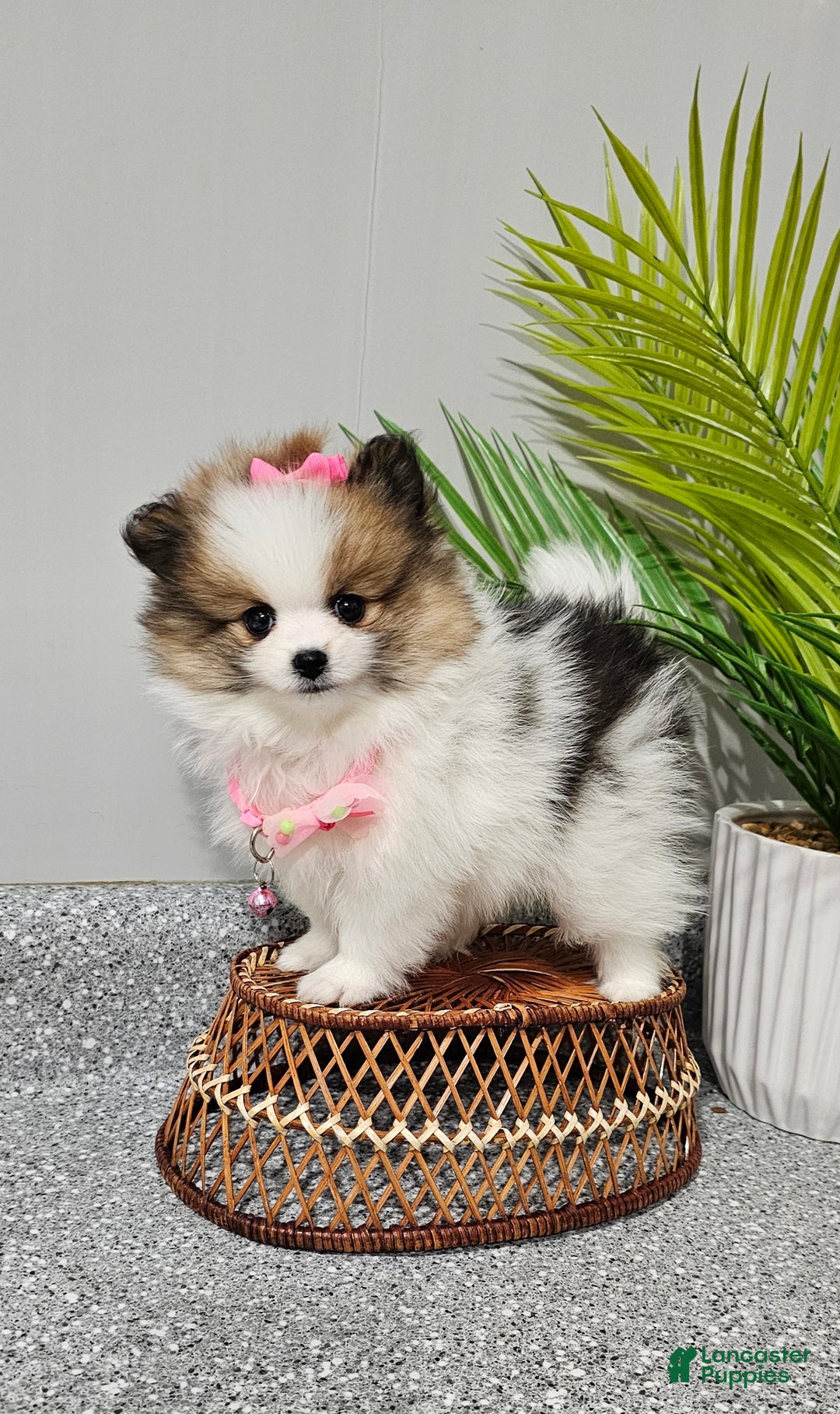 Pomeranian dogs for sale: Pomeranian Nina - Ad 1