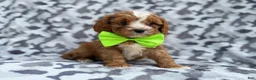 Cavapoo dogs for sale: Jeb - Ad 9