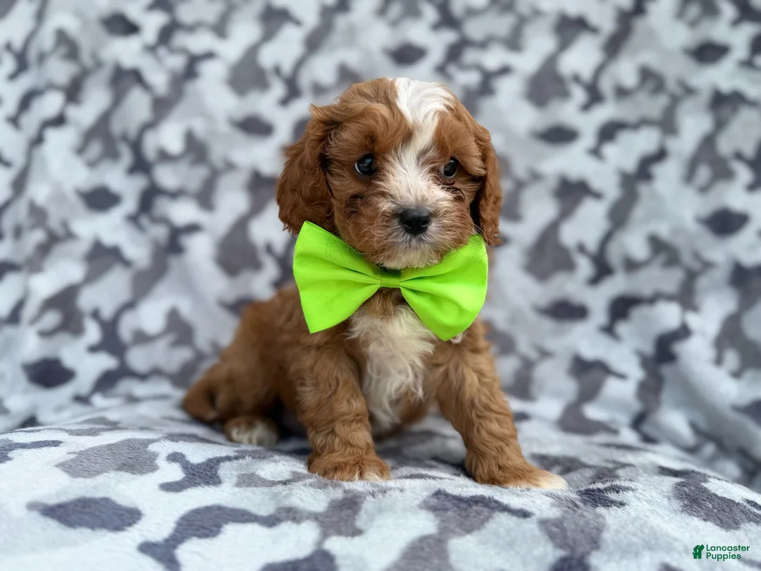 Cavapoo dogs for sale: Jeb - Ad 9