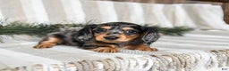 Miniature Dachshund dogs for sale: Cookie - Ad 4