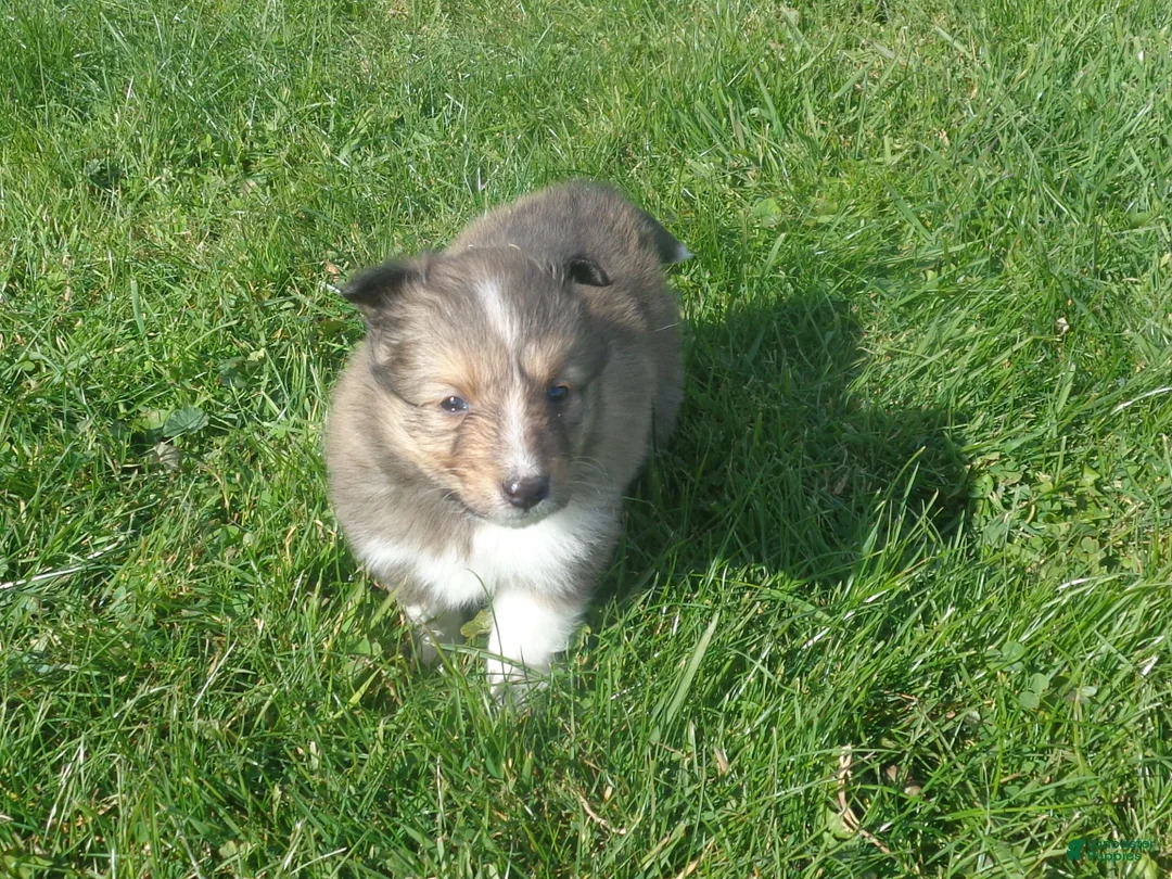 Shetland Sheepdog dogs for sale: Shetland Sheepdog 2 - Ad 2