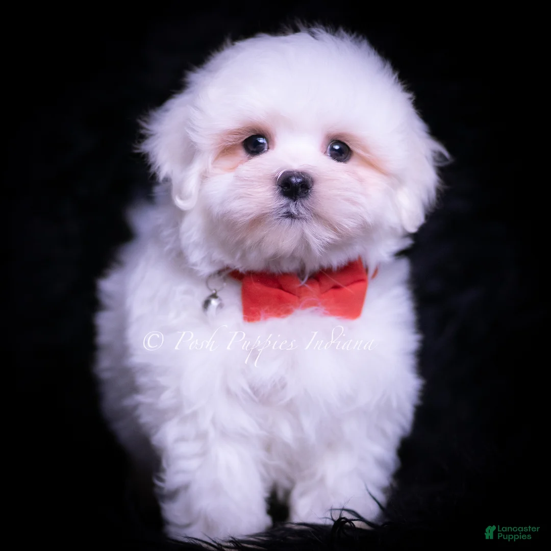 Maltese dogs for sale: Risque - Ad 2