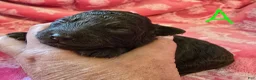 Toy Poodle dogs for sale: Toy Poodle 1 - Ad 4